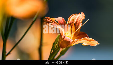 Tiger lily flower in full fiery orange bloom with stamen on a late summertime morning. Stock Photo