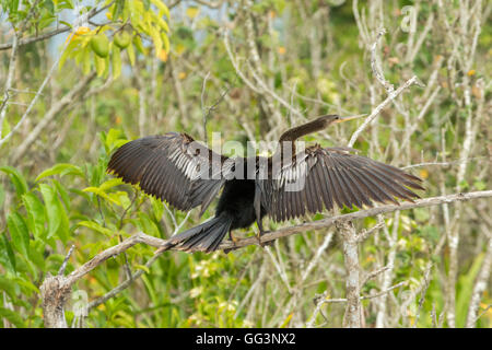 Anhinga     Anhinga anhinga San Blas, Nayarit, Mexico 7 June      Immature Male in Alternate 1 plumage.        Anhingidae Stock Photo