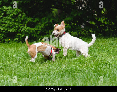 Two funny dogs playing and dancing Stock Photo - Alamy