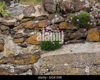 Thrift growing on a rock wall Stock Photo