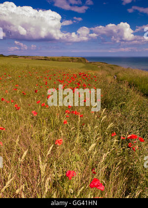 Common Poppies in field above South Landing Yorkshire UK Stock Photo