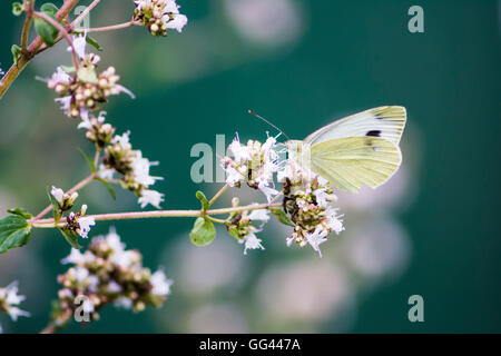 Closeup of a white cabbage butterfly on a flower Stock Photo