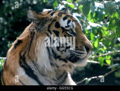 Female  Siberian or Amur tiger (Panthera tigris altaica) seen in profile, backlit Stock Photo