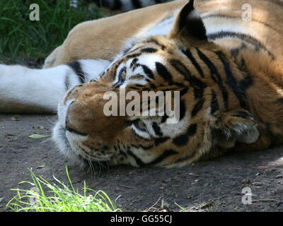 Resting  Siberian or Amur tiger (Panthera tigris altaica) with very  alert eyes Stock Photo