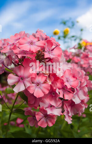 Pink phlox flowers on a background of blue sky Stock Photo