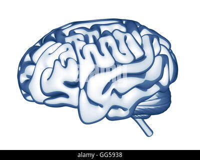 Abstract human brain (done in 3d rendering) Stock Photo