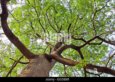 Canopy of tamarind tree from India, viewed from ground level against bright sky. Stock Photo