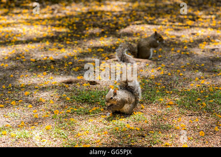 Two squirrels eating on the ground Stock Photo