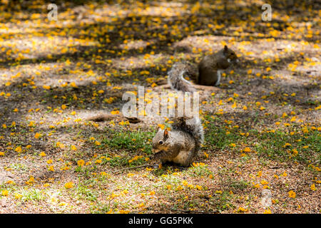 Two squirrels on the ground Stock Photo