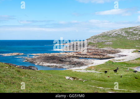 Cows grazing on machair behind small rocky bay of Bàgh nan Clach at northern end of the island of Barra in the Outer Hebrides. Stock Photo