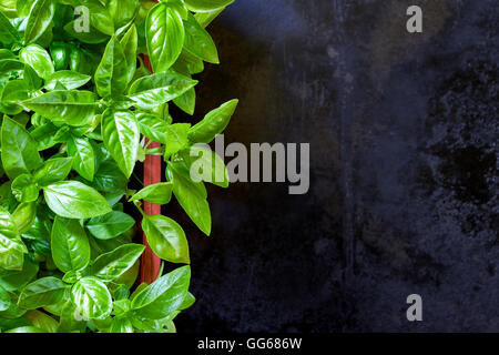 Fresh basil plant growing in flower pot on black rustic background. Top view with plenty of copy space Stock Photo