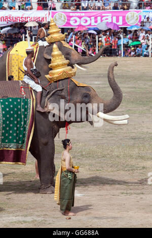 THAILAND SURIN ELEPHANT ROUND UP FESTIVAL Stock Photo - Alamy