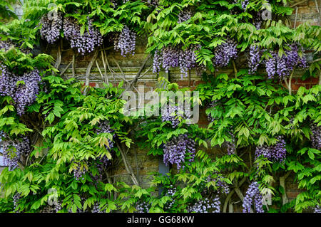 A flowering wisteria on a wall in a garden UK Stock Photo