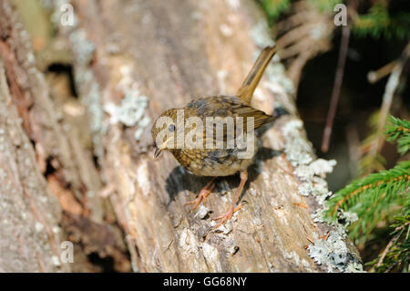 Juvenile European Robin (Erithacus rubecula) perching at tree trunk. Yaroslavl region, Russia Stock Photo