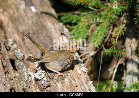 Juvenile European Robin (Erithacus rubecula) perching at tree trunk. Yaroslavl region, Russia Stock Photo