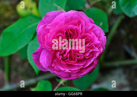 Double pink English shrub rose UK Stock Photo