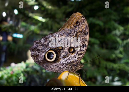 American Museum of Natural History Stock Photo