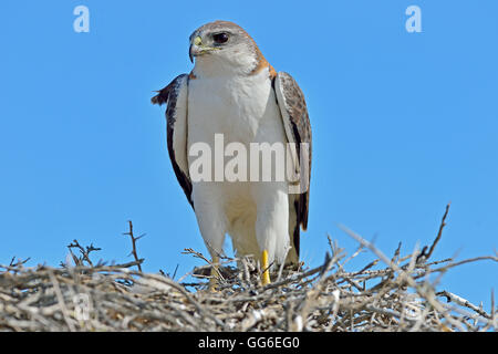 Red backed hawk (Buteo Polyosoma) with her chick on the nest, Peninsula Valdes, Patagonia, Argentina, South America