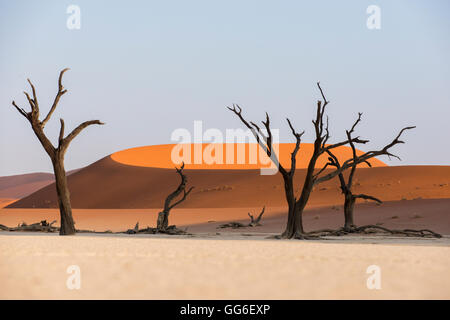 Dead acacia trees silhouetted against sand dunes at Deadvlei, Namib-Naukluft Park, Namibia, Africa Stock Photo