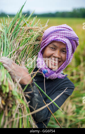 A woman carries a bundle of freshly harvested rice in north east India, India, Asia Stock Photo