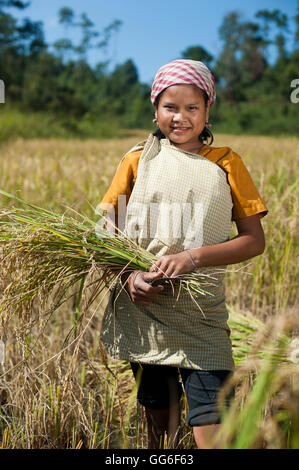 A girl harvests rice in the East Khasi hills of Meghalaya in north east India, India, Asia Stock Photo