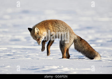 Cross Fox, Red Fox (Vulpes vulpes) (Vulpes fulva) pouncing on prey in the snow, Grand Teton National Park, Wyoming, USA Stock Photo