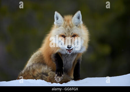 Red Fox (Vulpes vulpes) (Vulpes fulva) in the snow, Grand Teton National Park, Wyoming, United States of America, North America Stock Photo