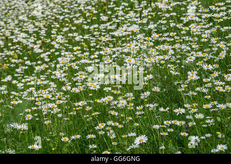 Field of camomilles in Gosh village in Armenia Stock Photo
