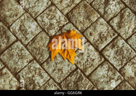 Autumn leaf on the floor Stock Photo
