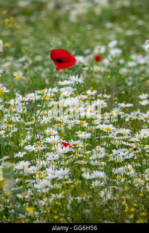 Field with wildflowers in Lori province of Armenia Stock Photo