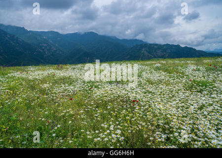 Field with wildflowers in Lori province of Armenia Stock Photo