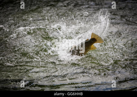 Trout caught, River Test, Leckford Estate, Hampshire, England, UK Stock Photo