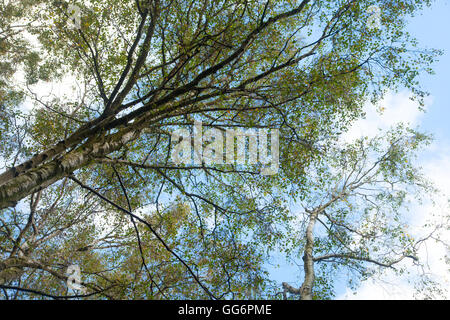 Silver Birch tree leaf tracery Stock Photo