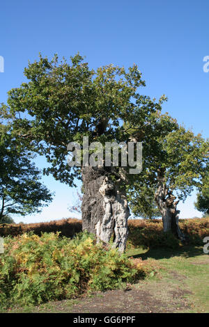 Ancient English oak tree Stock Photo