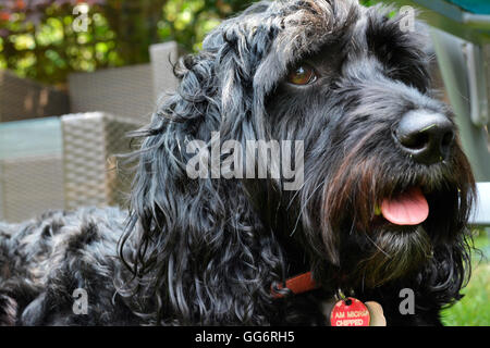 Female black cockapoo dog close up in the garden Stock Photo