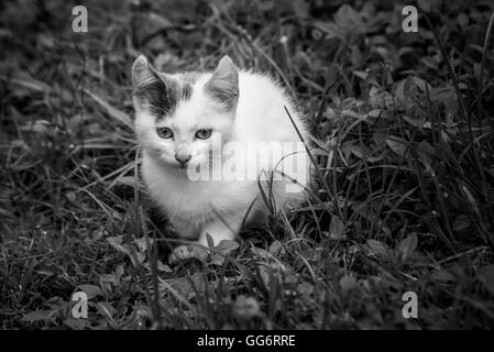 little white cat with black spot on the grass in monochrome image Stock Photo