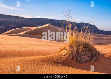 Hummock, clump of giant sandreed grass at dunes, Moquith Mountains in distance, Coral Pink Sand Dunes State Park, Utah, USA Stock Photo
