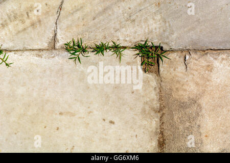 Grass sprouts grown in the seams of limestone paved track Stock Photo