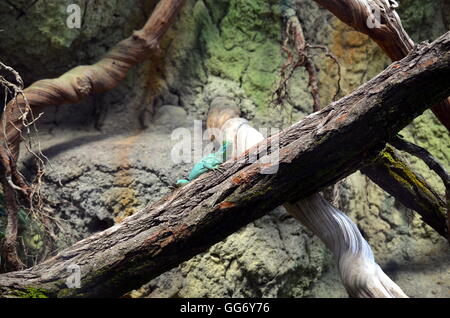 lizard sitting in dry landscape on a tree Stock Photo