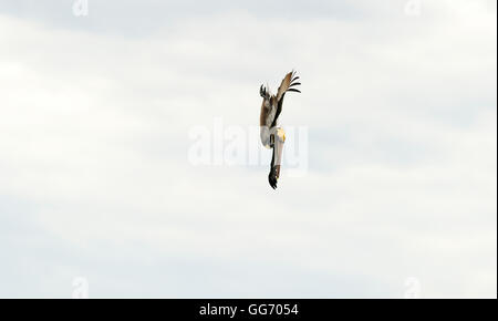 Pelican diving is a large seabird gracefully captured mid dive as he moves downward in a hunt for his food. Stock Photo