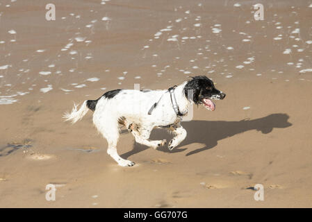 Spaniel dog running on wet sand on beach. Stock Photo