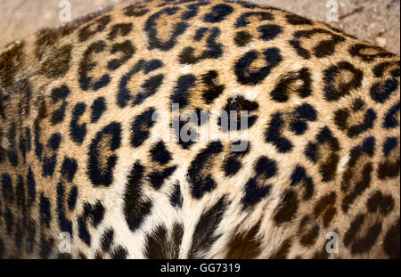 leopard backgrounds Stock Photo