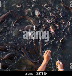 Man feeds a big group of catfishes in the pond Stock Photo