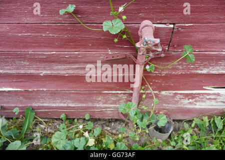 Rusty tap or faucet on the side of an antique red wood barn, overgrown with weeds. Stock Photo
