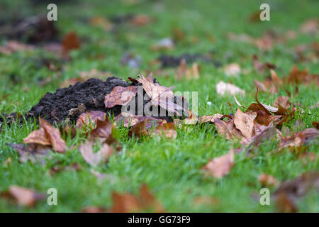 molehill on the meadow covered with leaves in late autumn Stock Photo