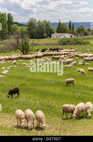 Herd of Andalusian sheep grazing in a green meadow Stock Photo