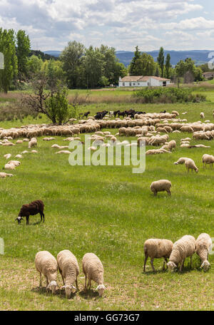 Herd of sheep grazing on the green meadows with mountains. A flock of ...