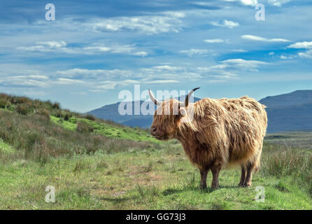 Scottish Hairy Cattle on Highland Landscape Stock Photo