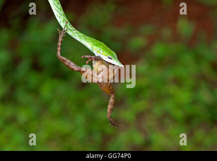 The image of Green Whip Snake( Hierophis viridiflavus) with frog Kill at matheran, Mumbai, India Stock Photo