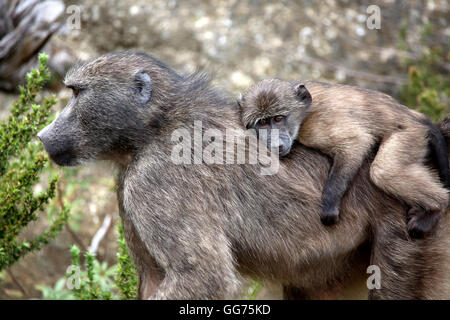 Young Chacma baboon (Papio ursinus) carried by baboon female on back in the Franschhoek Pass, Western Cape, South Africa Stock Photo